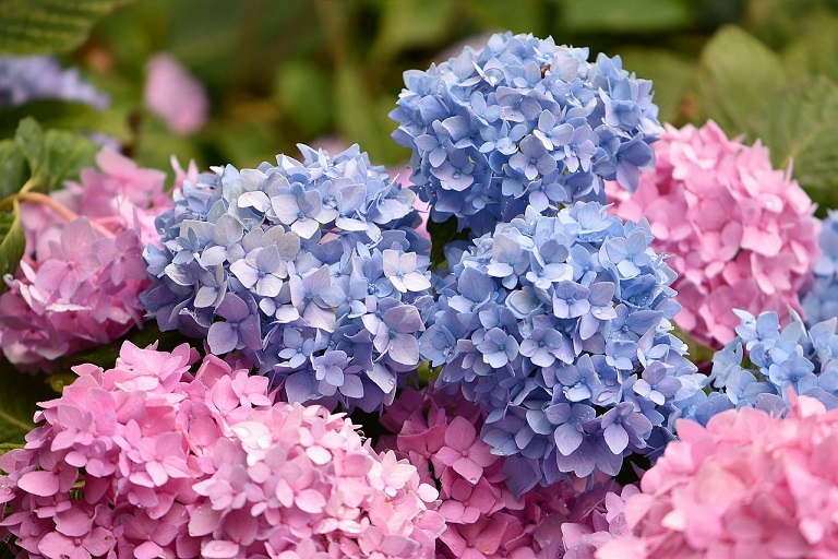 Hortensia snoeien tips Hortensia snoeien tips