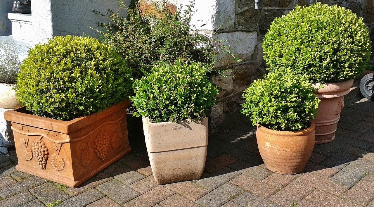 Buxus snoeien Buxus snoeien