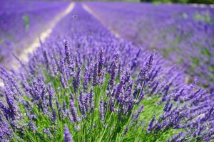 Lavendel snoeien Lavendel
