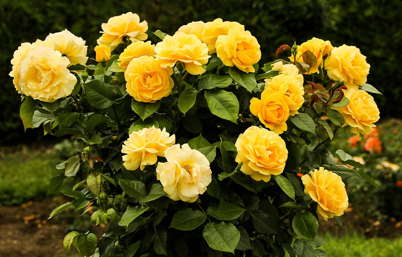 Rozen snoeien Rozen snoeien