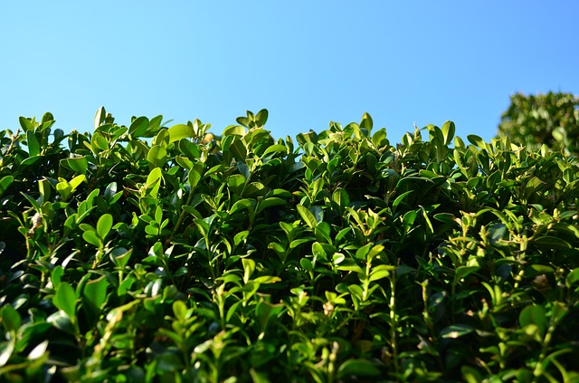 Buxus snoeien